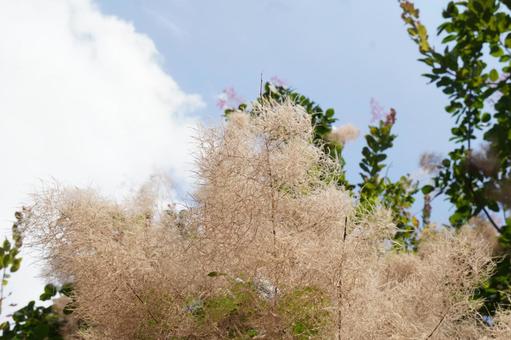 Smoke tree and summer sky, JPG