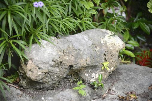 Photo, free, material, image, 