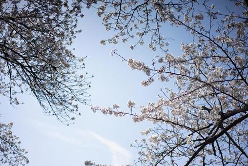 青空に映える桜 桜,サクラ,花の写真素材