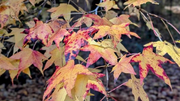 赤になる途中の斑な紅葉 赤,途中,斑の写真素材