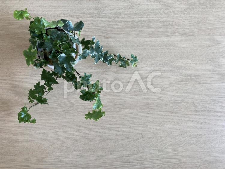テーブルの上のツタ植物 テーブル,植物,緑の写真素材