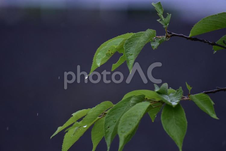 梅雨の雨に濡れる葉 自然,雨,葉の写真素材