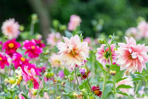 淡いピンクのダリアが咲く夏の花畑 ダリア,花,ピンクの写真素材
