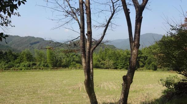 10月 稲刈り後の田んぼ 1 10月 稲刈り後の田んぼ 1 里山,田んぼ,10月の写真素材