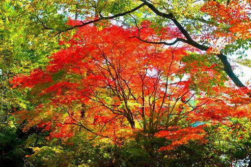 鮮やかな紅葉3 もみじ,紅葉,秋の写真素材