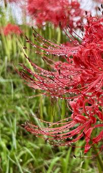 Red Spider Lily, JPG
