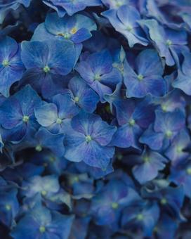紫陽花の写真