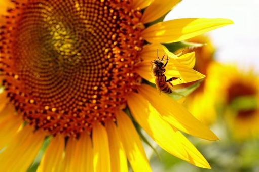 蜜を集めるミツバチ 蜜を集めるミツバチの写真