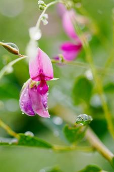 ヤマハギ⑶ ヤマハギ⑶ 花,ヤマハギ,植物の写真素材