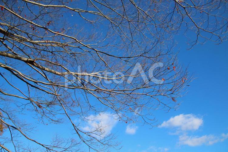 冬の樹木1 枝,樹木,空の写真素材