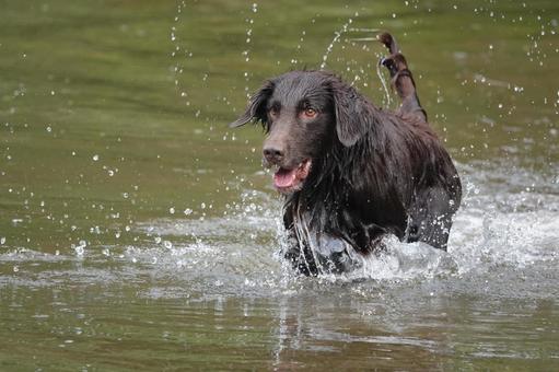水しぶきを上げて 水しぶきを上げて 犬,大型犬,レトリーバーの写真素材