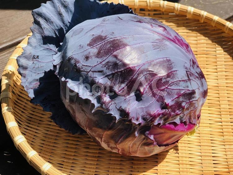 ５月旬の野菜　紫キャベツ 野菜,キャベツ,紫キャベツの写真素材