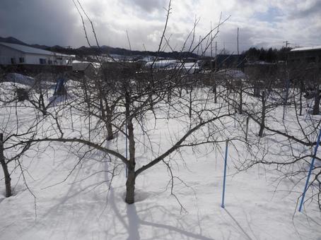 Tsugaru's snowy scenery and winter-wintered apple orchards, JPG