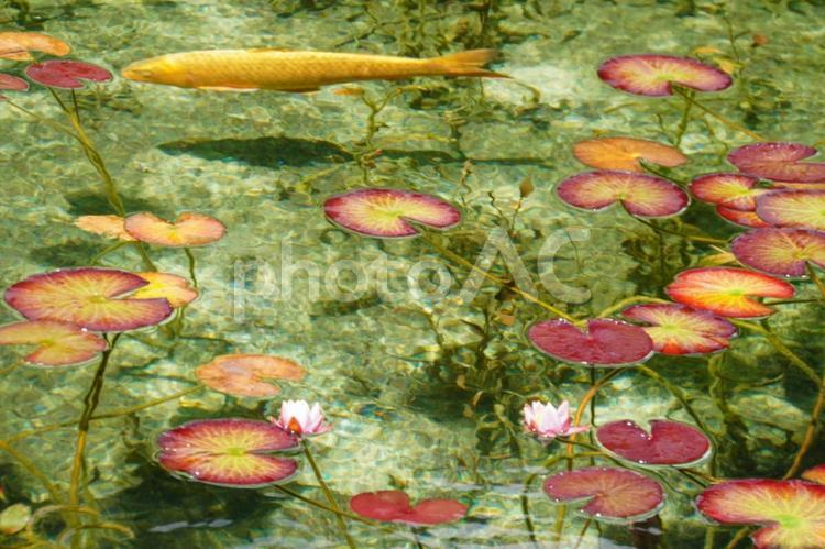 夏のモネの池 モネの池,鯉,水の写真素材