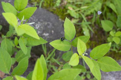 葉っぱに止まる羽アリ3 葉っぱに止まる羽アリ3の写真