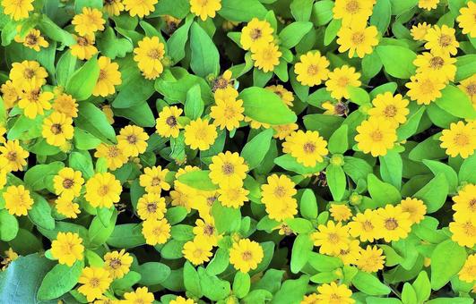 黄色の花 黄色の花の写真