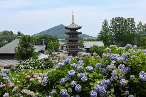 6月中旬の法然寺の五重塔とアジサイの花 6月中旬の法然寺の五重塔とアジサイの花の写真