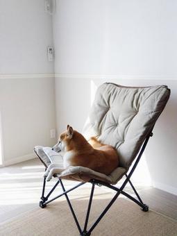 ソファ椅子にふせする柴犬 ソファ椅子にふせする柴犬 柴犬,愛犬,日本犬の写真素材