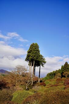 青空と高い樹木 紅葉,風景,秋の写真素材