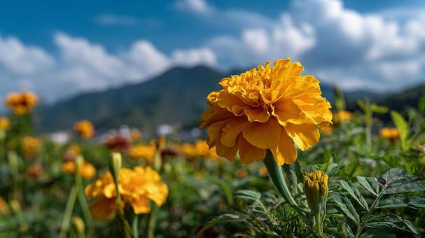 生命力溢れるマリーゴールドの花 生命力溢れるマリーゴールドの花の写真