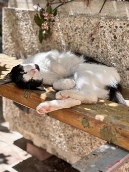 にゃんこのお昼寝#3 にゃんこのお昼寝#3の写真