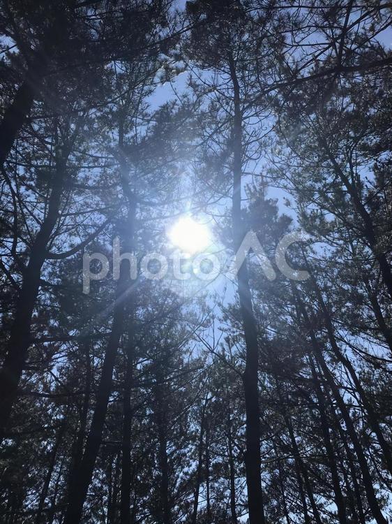木漏れ日 風景,庭園,庭の写真素材