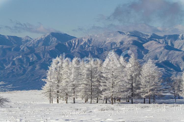 雪の針葉樹林と山背景 雪,針葉樹林,青空の写真素材
