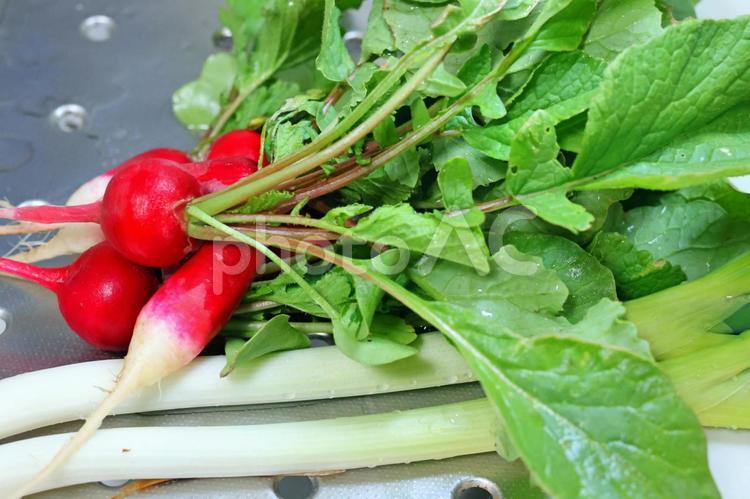 取り立て新鮮野菜　3 野菜,ベジタブル,はつか大根の写真素材