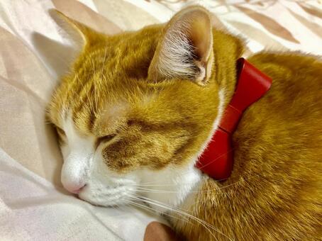猫26 猫26の写真