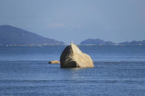岩の上で休むかもめの写真