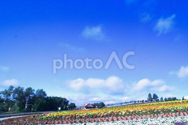 美瑛の美しいお花畑 美瑛,花畑,花壇の写真素材