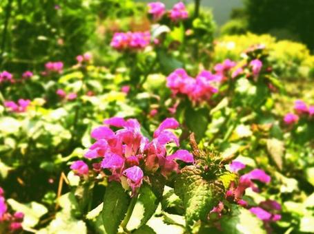ピンクの花 ピンクの花の写真