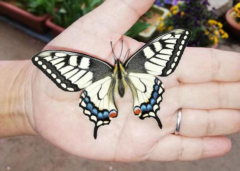 White Swallowtail, creatures, insect, butterfly, JPG