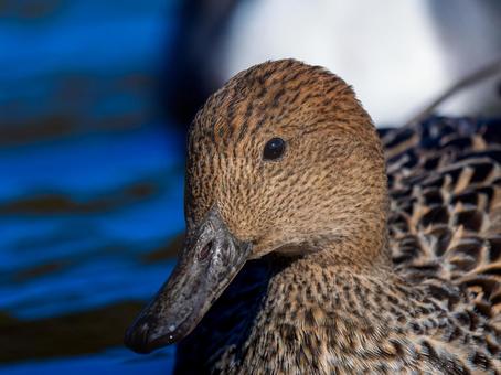 A female pintail duck swimming in a pond, JPG