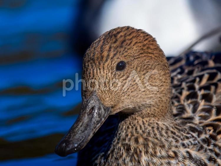 池を泳ぐオナガガモのメス オナガガモ,カモ,鴨の写真素材