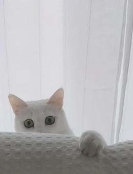 見つめる白猫 見つめる白猫の写真