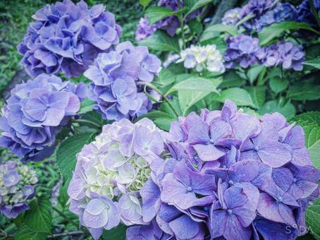 朝のひとときの写真