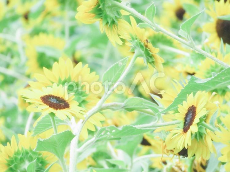 淡い色　ひまわり ひまわり,ガーデニング,メルヘンの写真素材