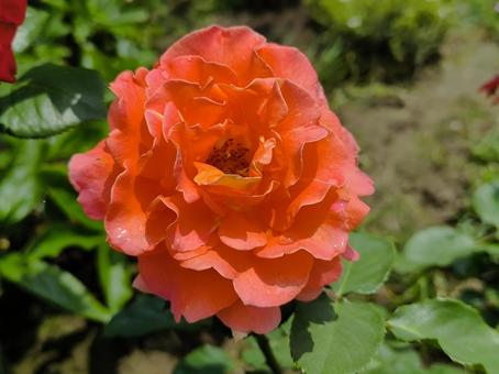 薔薇 薔薇の写真