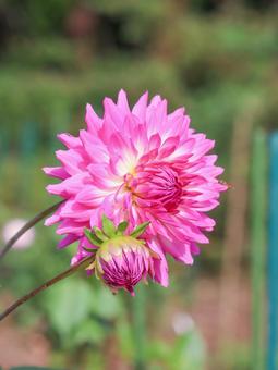 ダリア ダリア 花,自然,景色の写真素材