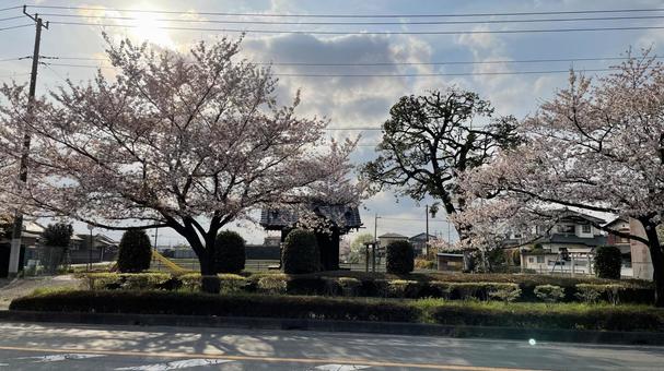 桜 桜の写真