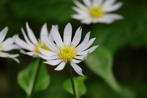 可憐なシンジュギクの花のアップ 可憐なシンジュギクの花のアップの写真