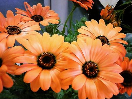 オレンジの花 オレンジの花の写真