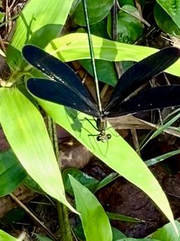 Butterfly dragonfly, JPG Butterfly dragonfly, JPG