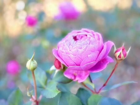 凛とした立ち姿の薔薇 03 薔薇,ソウビ,ショウビの写真素材