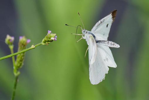 蜜を吸いに来た紋白蝶 蜜を吸いに来た紋白蝶 モンシロチョウ,紋白蝶,チョウの写真素材