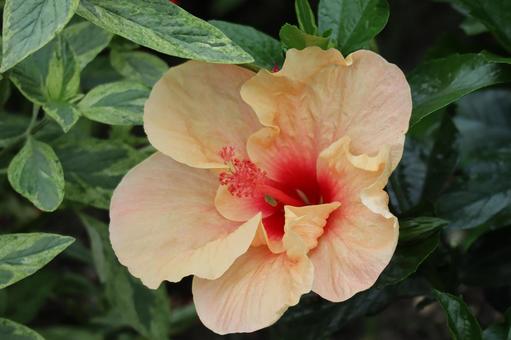 オレンジの花びらのハイビスカスの花 オレンジの花びらのハイビスカスの花 オレンジ色,花びら,ハイビスカスの写真素材
