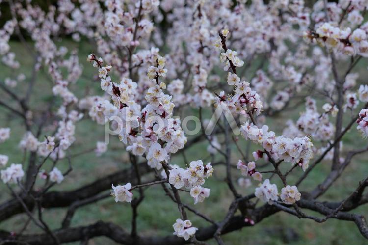大倉山公園の梅の木 梅,自然,植物の写真素材