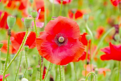 赤いポピーの花の接写 赤いポピーの花の接写の写真