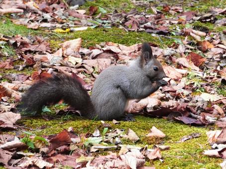 北海道に生息の可愛いエゾリス エゾリス,リス,栗鼠の写真素材